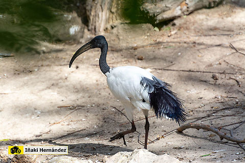 African sacred ibis (Threskiornis aethiopicus) Ibis sagrado (Threskiornis aethiopicus) African sacred ibis,Geotagged,Spain,Threskiornis aethiopicus