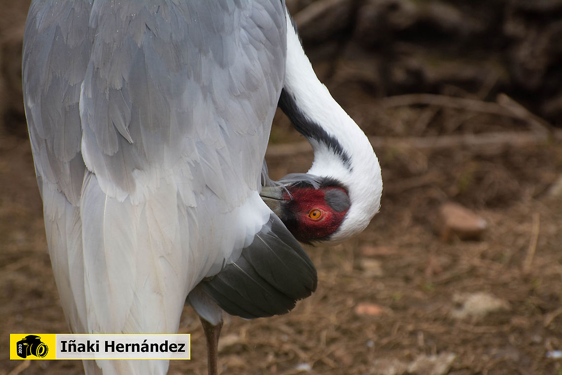 White-naped crane (Antigone vipio) Grulla cuelliblanca (Antigone vipio) Antigone vipio,Geotagged,Grus vipio,Spain,Spring,White-naped Crane,White-naped crane