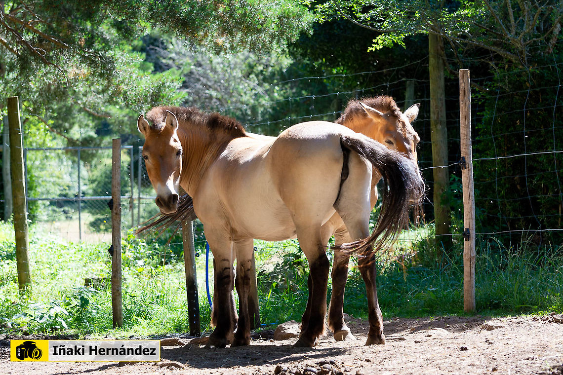 Przewalskis horse (Equus ferus przewalskii) Caballo de Przewalski (Equus ferus przewalskii) Equus ferus przewalskii,Geotagged,Przewalskis horse,Spain,Summer