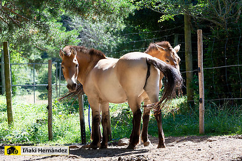 Przewalskis horse (Equus ferus przewalskii) Caballo de Przewalski (Equus ferus przewalskii) Equus ferus przewalskii,Geotagged,Przewalskis horse,Spain,Summer