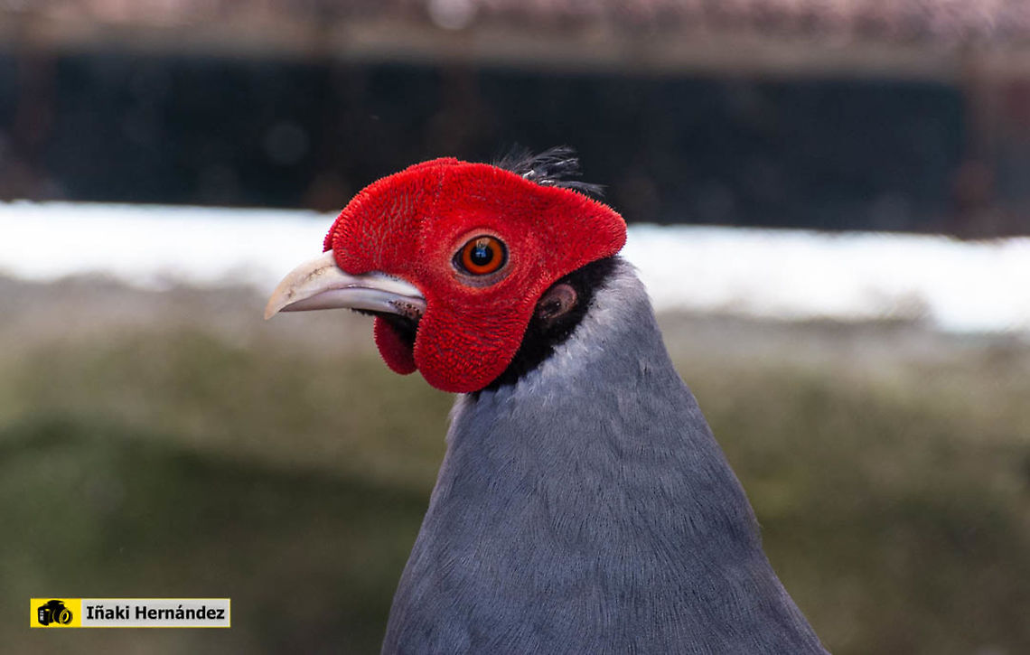 Young male Siamese Fireback (Lophura diardi) Macho joven de Fais&aacute;n prelado (Lophura diardi) Geotagged,Lophura diardi,Siamese Fireback,Spain,Winter