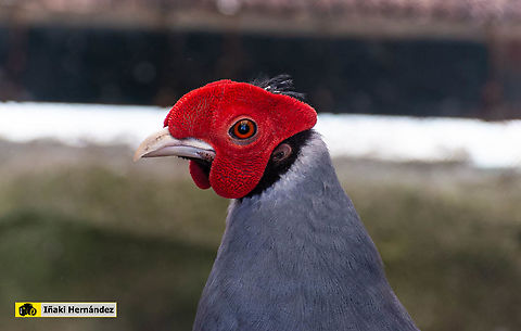 Young male Siamese Fireback (Lophura diardi) Macho joven de Fais&aacute;n prelado (Lophura diardi) Geotagged,Lophura diardi,Siamese Fireback,Spain,Winter
