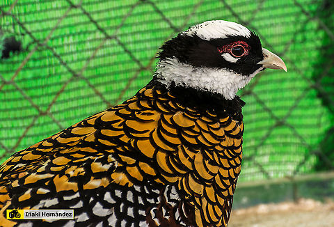 Reeves's pheasant male (Syrmaticus reevesi) Macho de fais&aacute;n venerado (Syrmaticus reevesi) Fall,Geotagged,Reevess pheasant,Spain,Syrmaticus reevesii