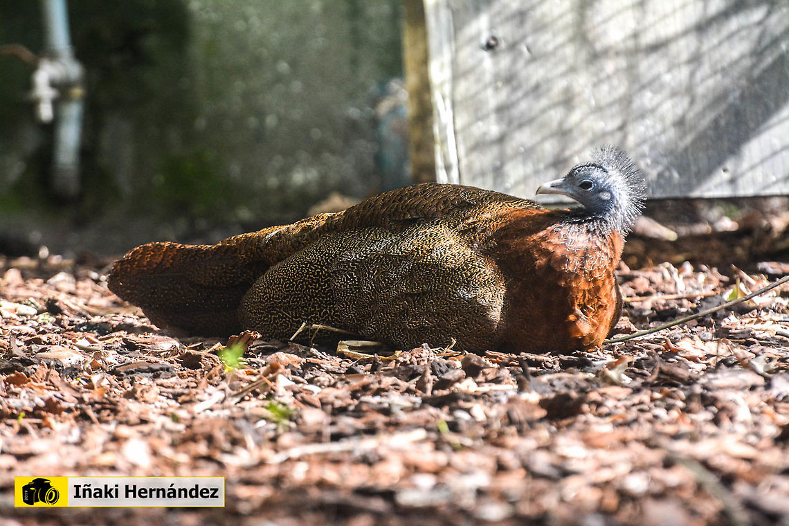 Great argus female (Argusianus argus) Hembra de fais&aacute;n gran Argus (Argusianus argus) Argusianus argus,Geotagged,Great argus,Portugal
