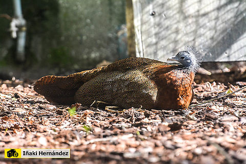 Great argus female (Argusianus argus) Hembra de fais&aacute;n gran Argus (Argusianus argus) Argusianus argus,Geotagged,Great argus,Portugal