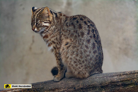 Siberian Leopard Cat (Prionailurus bengalensis euptailurus) Siberian Leopard Cat (Prionailurus bengalensis euptailurus) Geotagged,Leopard cat,Prionailurus bengalensis,Spain,Winter