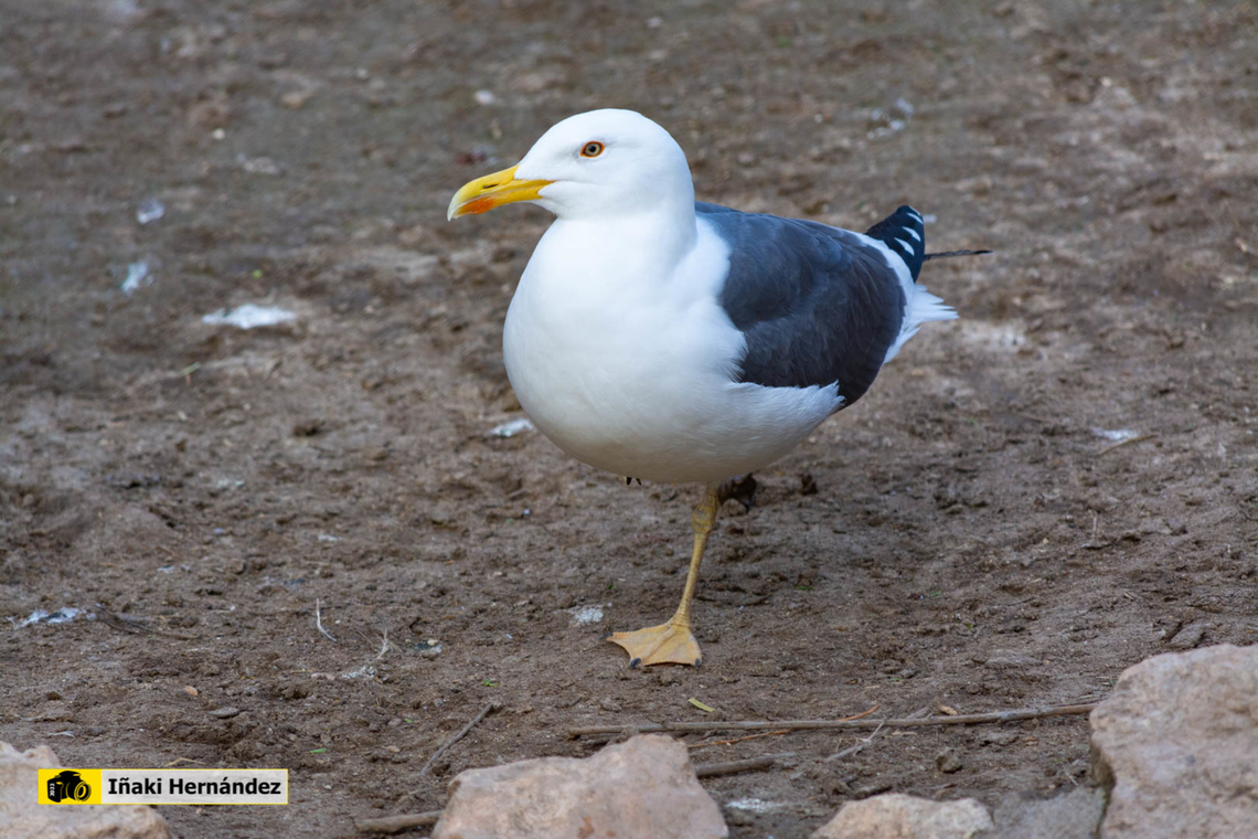 Lesser black-backed gull  (Larus fuscus)  gaviota sombr&iacute;a (Larus fuscus)  Geotagged,Larus fuscus,Lesser Black-backed Gull,Spain,Winter