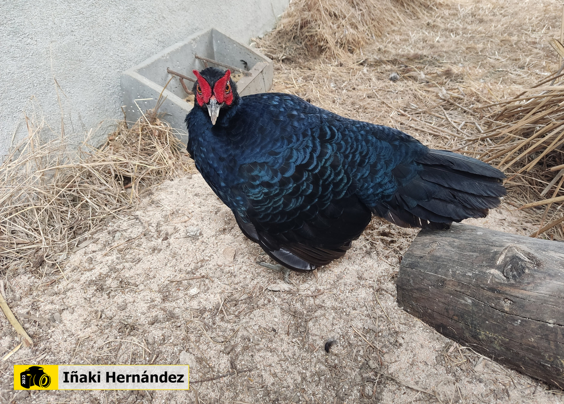 Salvadori Pheasant (Lophura inornata) Fais&aacute;n Salvadori (Lophura inornata) - ZOO KOKI (2022). <br />
<br />
This is the only specimen in captivity in Spain. <br />
 Geotagged,Lophura inornata,Salvadoris Pheasant,Spain,Spring