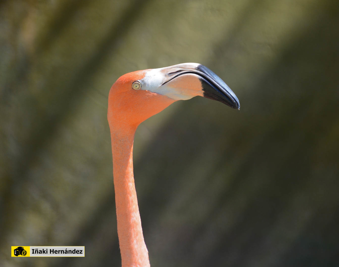American flamingo (Phoenicopterus ruber) Flamenco Americano (Phoenicopterus ruber) American Flamingo,Geotagged,Phoenicopterus ruber,Spain,Summer