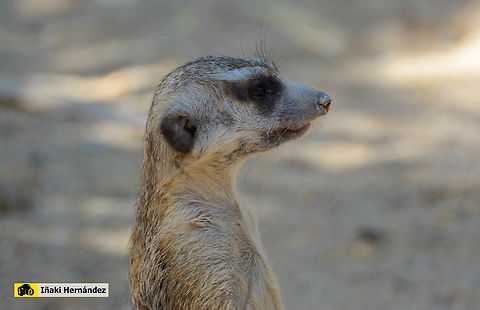 Meerkat (Suricata suricatta) suricata​ (Suricata suricatta)

https://www.jungledragon.com/image/127137/meerkat_suricata_suricatta.html Geotagged,Meerkat,Spain,Summer,Suricata suricatta
