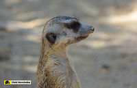 Meerkat (Suricata suricatta) suricata​ (Suricata suricatta)<br />
<br />
https://www.jungledragon.com/image/127137/meerkat_suricata_suricatta.html Geotagged,Meerkat,Spain,Summer,Suricata suricatta