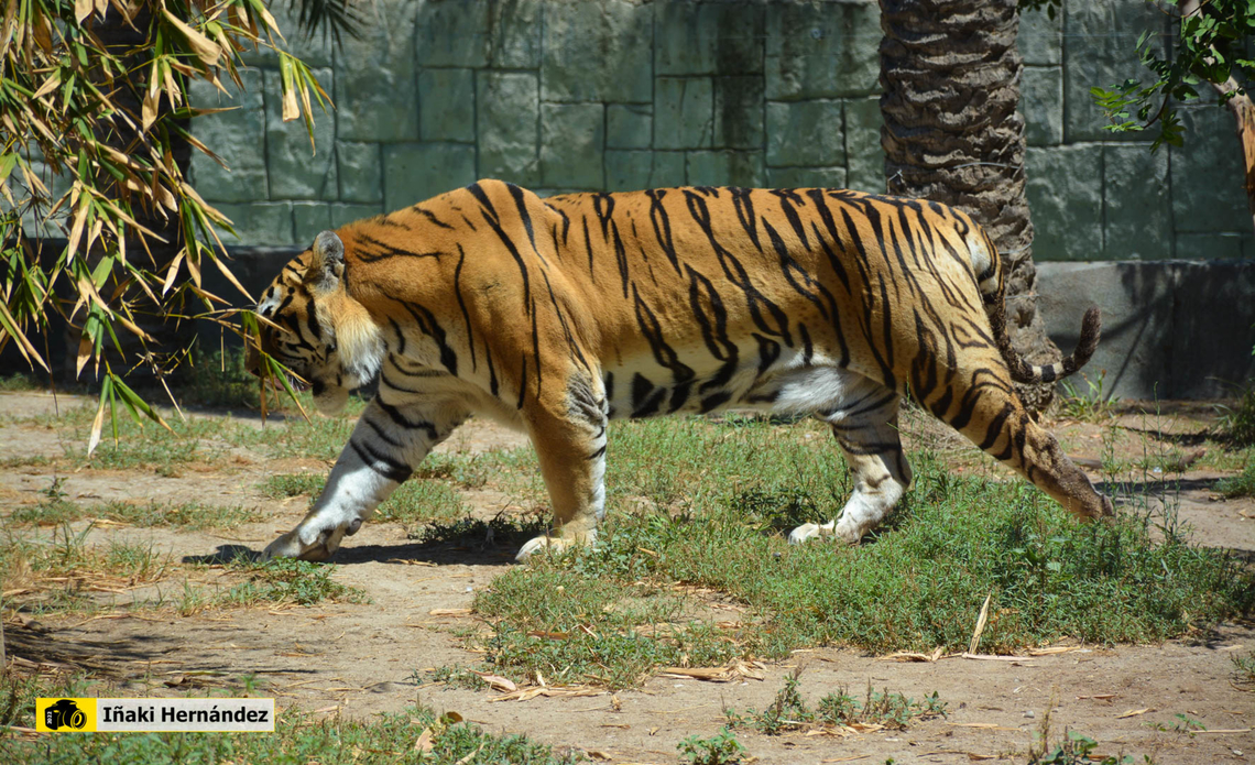 Bengal tiger (Panthera tigris tigris) Tigre de Bengala (Panthera tigris tigris) Bengal tiger,Geotagged,Panthera tigris tigris,Spain,Summer