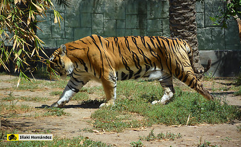 Bengal tiger (Panthera tigris tigris) Tigre de Bengala (Panthera tigris tigris) Bengal tiger,Geotagged,Panthera tigris tigris,Spain,Summer