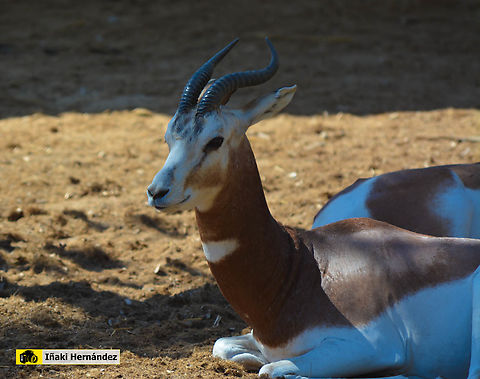 dama gazelle (Nanger dama) Gacela Dama (Nanger dama) Dama gazelle,Geotagged,Nanger dama,Spain,Summer