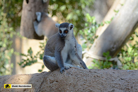 Ring-tailed lemur (Lemur catta) Lémur de cola anillada (Lemur catta) Geotagged,Lemur catta,Ring-tailed lemur,Spain,Summer