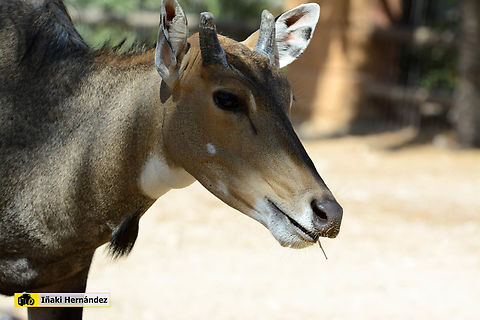 Nilgai (Boselaphus tragocamelus) Nilgo  (Boselaphus tragocamelus) Boselaphus tragocamelus,Geotagged,Nilgai,Spain,Summer