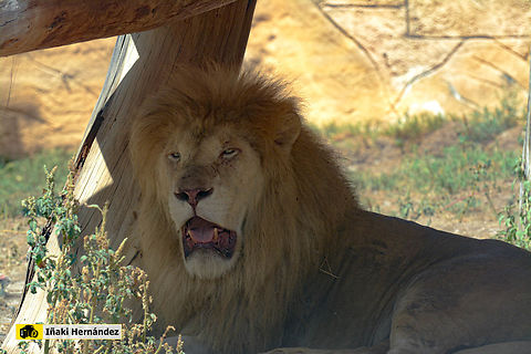 African Lion "White" (Panthera leo) León africano "Blanco" (Panthera leo)

https://www.jungledragon.com/image/145864/lion_panthera_leo.html Geotagged,Lion,Panthera leo,Spain,Summer