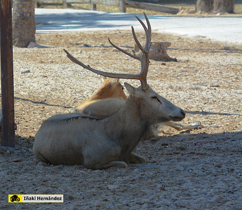 Père David's deer (Elaphurus davidianus) ciervo del padre David o milú (Elaphurus davidianus) Elaphurus davidianus,Geotagged,Père Davids deer,Spain,Summer