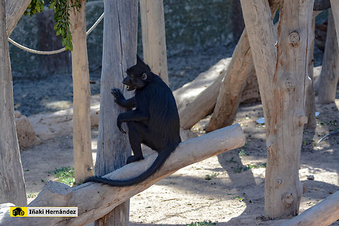 Black crested mangabey (Lophocebus aterrimus) mangabey de cresta negra (Lophocebus aterrimus) Black-crested mangabey,Geotagged,Lophocebus aterrimus,Spain,Summer
