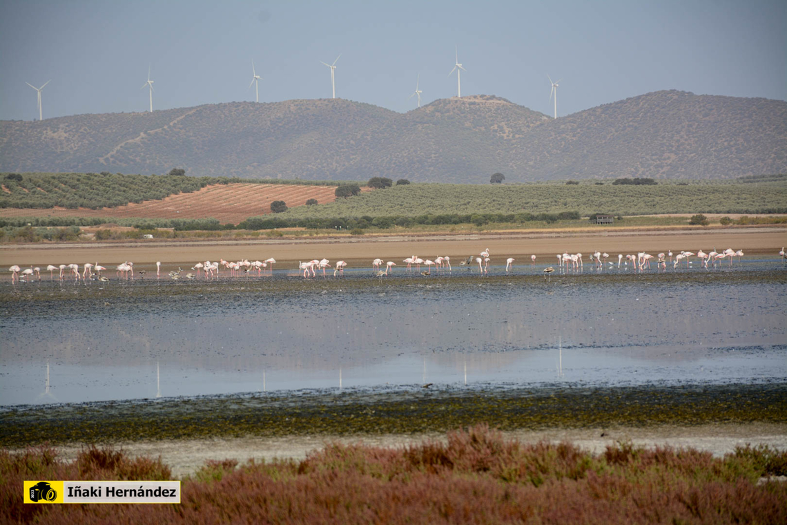 Greater flamingo (Phoenicopterus roseus) Flamenco rosado (Phoenicopterus roseus) en la laguna Fuente de Piedra de M&aacute;laga (Espa&ntilde;a)<br />
<br />
<figure class="photo"><a href="https://www.jungledragon.com/image/145861/greater_flamingo_phoenicopterus_roseus.html" title="Greater flamingo (Phoenicopterus roseus)"><img src="https://s3.amazonaws.com/media.jungledragon.com/images/6660/145861_thumb.jpg?AWSAccessKeyId=05GMT0V3GWVNE7GGM1R2&Expires=1759968010&Signature=03BRhk0vtA2BGdYgF7OvRB00P0Y%3D" width="200" height="134" alt="Greater flamingo (Phoenicopterus roseus) Flamenco com&uacute;n (Phoenicopterus roseus)<br />
<br />
https://www.jungledragon.com/image/141748/greater_flamingo_phoenicopterus_roseus.html<br />
https://www.jungledragon.com/image/141749/greater_flamingo_phoenicopterus_roseus.html France,Geotagged,Greater flamingo,Phoenicopterus roseus,Winter" /></a></figure><br />
<figure class="photo"><a href="https://www.jungledragon.com/image/141749/greater_flamingo_phoenicopterus_roseus.html" title="Greater flamingo (Phoenicopterus roseus)"><img src="https://s3.amazonaws.com/media.jungledragon.com/images/6660/141749_thumb.jpg?AWSAccessKeyId=05GMT0V3GWVNE7GGM1R2&Expires=1759968010&Signature=CalTHsM1RmFm82XWH9iyBpauCOg%3D" width="200" height="118" alt="Greater flamingo (Phoenicopterus roseus) Flamenco rosado (Phoenicopterus roseus) en la laguna Fuente de Piedra de M&aacute;laga (Espa&ntilde;a)<br />
<br />
https://www.jungledragon.com/image/145861/greater_flamingo_phoenicopterus_roseus.html<br />
https://www.jungledragon.com/image/141748/greater_flamingo_phoenicopterus_roseus.html Fall,Geotagged,Greater flamingo,Phoenicopterus roseus,Spain" /></a></figure> Fall,Geotagged,Greater flamingo,Phoenicopterus roseus,Spain