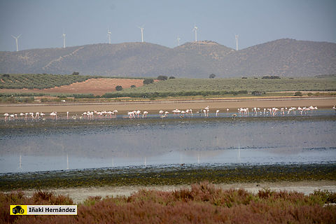 Greater flamingo (Phoenicopterus roseus) Flamenco rosado (Phoenicopterus roseus) en la laguna Fuente de Piedra de Málaga (España)

https://www.jungledragon.com/image/145861/greater_flamingo_phoenicopterus_roseus.html
https://www.jungledragon.com/image/141749/greater_flamingo_phoenicopterus_roseus.html Fall,Geotagged,Greater flamingo,Phoenicopterus roseus,Spain