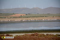 Greater flamingo (Phoenicopterus roseus) Flamenco rosado (Phoenicopterus roseus) en la laguna Fuente de Piedra de Málaga (España)<br />
<br />
https://www.jungledragon.com/image/145861/greater_flamingo_phoenicopterus_roseus.html<br />
https://www.jungledragon.com/image/141749/greater_flamingo_phoenicopterus_roseus.html Fall,Geotagged,Greater flamingo,Phoenicopterus roseus,Spain