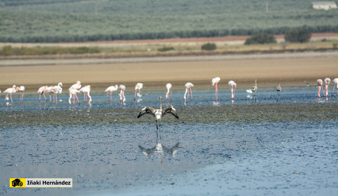 Greater flamingo (Phoenicopterus roseus) Flamenco rosado (Phoenicopterus roseus) en la laguna Fuente de Piedra de M&aacute;laga (Espa&ntilde;a)<br />
<br />
<figure class="photo"><a href="https://www.jungledragon.com/image/145861/greater_flamingo_phoenicopterus_roseus.html" title="Greater flamingo (Phoenicopterus roseus)"><img src="https://s3.amazonaws.com/media.jungledragon.com/images/6660/145861_thumb.jpg?AWSAccessKeyId=05GMT0V3GWVNE7GGM1R2&Expires=1759968010&Signature=03BRhk0vtA2BGdYgF7OvRB00P0Y%3D" width="200" height="134" alt="Greater flamingo (Phoenicopterus roseus) Flamenco com&uacute;n (Phoenicopterus roseus)<br />
<br />
https://www.jungledragon.com/image/141748/greater_flamingo_phoenicopterus_roseus.html<br />
https://www.jungledragon.com/image/141749/greater_flamingo_phoenicopterus_roseus.html France,Geotagged,Greater flamingo,Phoenicopterus roseus,Winter" /></a></figure><br />
<figure class="photo"><a href="https://www.jungledragon.com/image/141748/greater_flamingo_phoenicopterus_roseus.html" title="Greater flamingo (Phoenicopterus roseus)"><img src="https://s3.amazonaws.com/media.jungledragon.com/images/6660/141748_thumb.jpg?AWSAccessKeyId=05GMT0V3GWVNE7GGM1R2&Expires=1759968010&Signature=p01OCMphq3dg8P8kSd%2BnrmjVI6E%3D" width="200" height="134" alt="Greater flamingo (Phoenicopterus roseus) Flamenco rosado (Phoenicopterus roseus) en la laguna Fuente de Piedra de M&aacute;laga (Espa&ntilde;a)<br />
<br />
https://www.jungledragon.com/image/145861/greater_flamingo_phoenicopterus_roseus.html<br />
https://www.jungledragon.com/image/141749/greater_flamingo_phoenicopterus_roseus.html Fall,Geotagged,Greater flamingo,Phoenicopterus roseus,Spain" /></a></figure> Fall,Geotagged,Greater flamingo,Phoenicopterus roseus,Spain