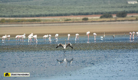 Greater flamingo (Phoenicopterus roseus) Flamenco rosado (Phoenicopterus roseus) en la laguna Fuente de Piedra de M&aacute;laga (Espa&ntilde;a)

https://www.jungledragon.com/image/145861/greater_flamingo_phoenicopterus_roseus.html
https://www.jungledragon.com/image/141748/greater_flamingo_phoenicopterus_roseus.html Fall,Geotagged,Greater flamingo,Phoenicopterus roseus,Spain