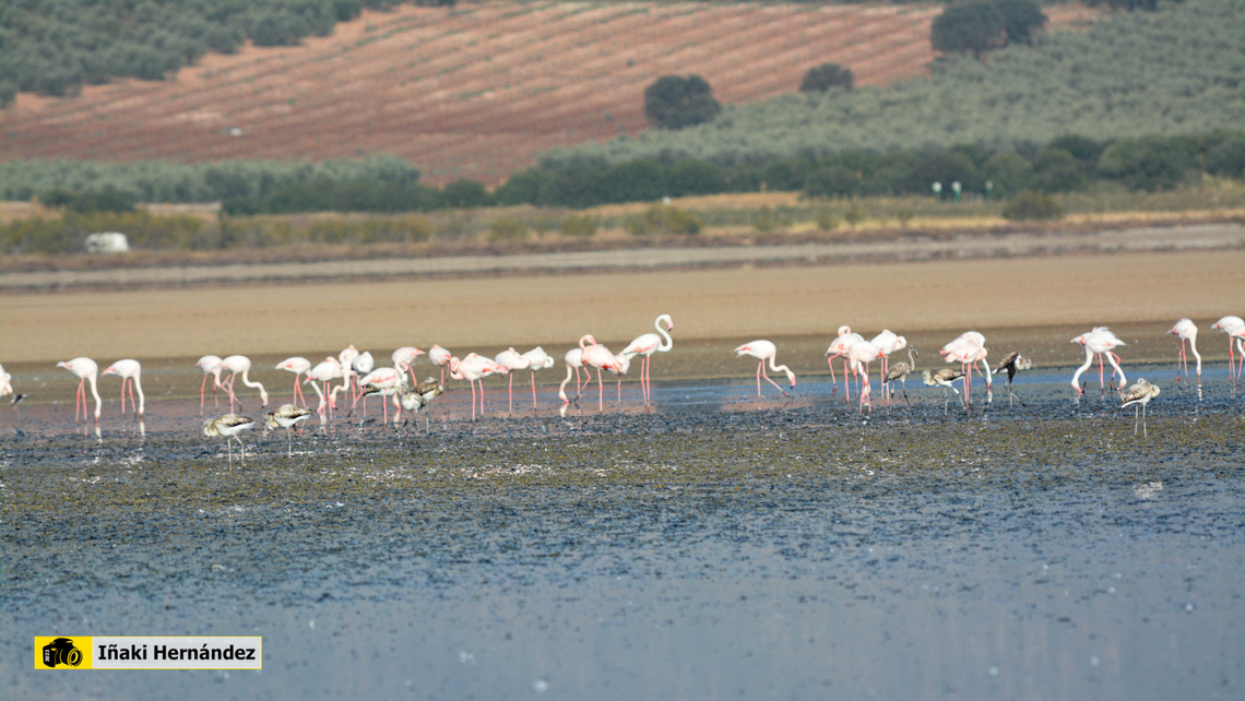 Greater flamingo (Phoenicopterus roseus) Flamenco rosado (Phoenicopterus roseus) en la laguna Fuente de Piedra de M&aacute;laga (Espa&ntilde;a) Fall,Geotagged,Greater flamingo,Phoenicopterus roseus,Spain