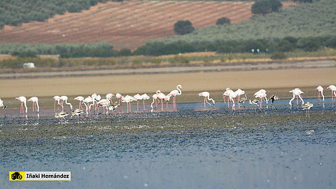 Greater flamingo (Phoenicopterus roseus) Flamenco rosado (Phoenicopterus roseus) en la laguna Fuente de Piedra de M&aacute;laga (Espa&ntilde;a) Fall,Geotagged,Greater flamingo,Phoenicopterus roseus,Spain