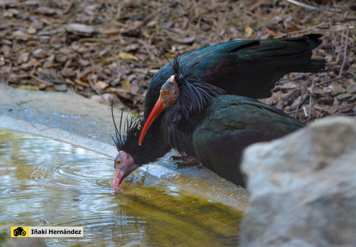 Northern Bald Ibis (Geronticus eremita) Ibis eremita (Geronticus eremita) France,Geotagged,Geronticus eremita,Northern Bald Ibis,Winter