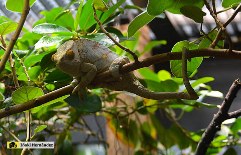 Parson's chameleon  (Calumma parsonii) Camel&oacute;n de Parson (Calumma parsonii) Calumma parsonii,France,Geotagged,Parsons chameleon,Winter