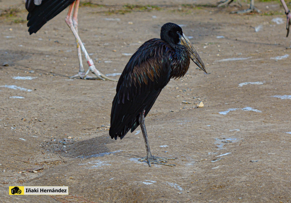 Abdim's stork (Ciconia abdimii) Cig&uuml;e&ntilde;a de Abdim​ (Ciconia abdimii) Abdim's stork,Ciconia abdimii,France,Geotagged,Winter