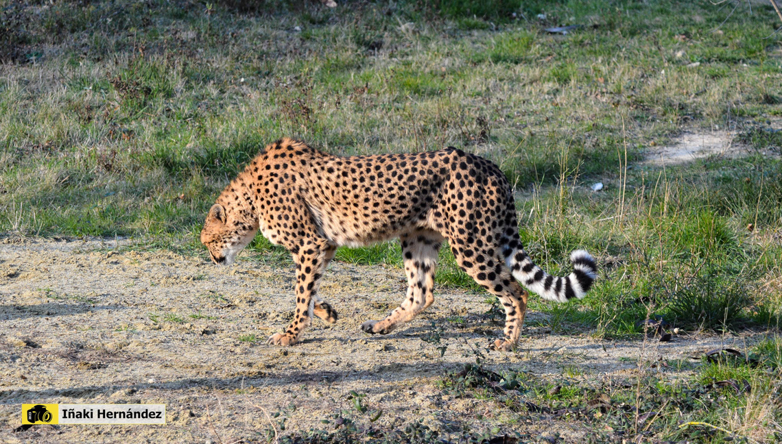 Cheetah (Acinonyx jubatus) Guepardo (Acinonyx jubatus) Acinonyx jubatus,Cheetah,France,Geotagged,Winter