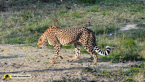 Cheetah (Acinonyx jubatus) Guepardo (Acinonyx jubatus) Acinonyx jubatus,Cheetah,France,Geotagged,Winter