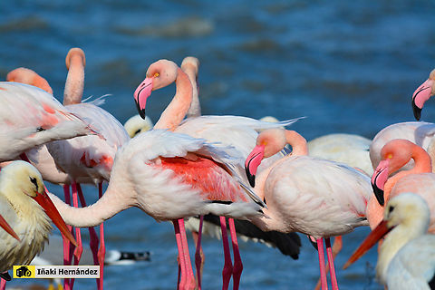 Greater flamingo (Phoenicopterus roseus) Flamenco com&uacute;n (Phoenicopterus roseus)

https://www.jungledragon.com/image/141748/greater_flamingo_phoenicopterus_roseus.html
https://www.jungledragon.com/image/141749/greater_flamingo_phoenicopterus_roseus.html France,Geotagged,Greater flamingo,Phoenicopterus roseus,Winter