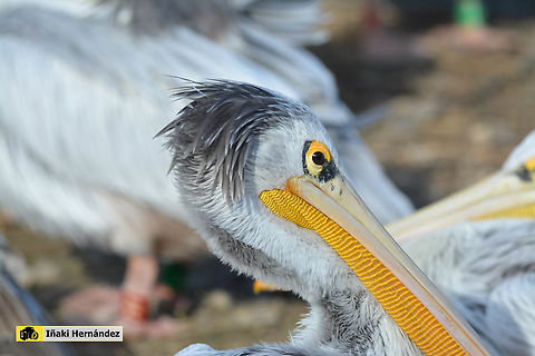 Pink-backed Pelican (Pelecanus rufescens) Pel&iacute;cano gris (Pelecanus rufescens) France,Geotagged,Pelecanus rufescens,Pink-backed Pelican,Winter
