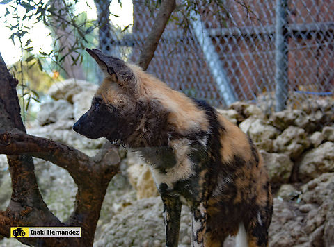 African wild dog (Lycaon pictus) Lica&oacute;n (Lycaon pictus) African wild dog,France,Geotagged,Lycaon pictus,Winter