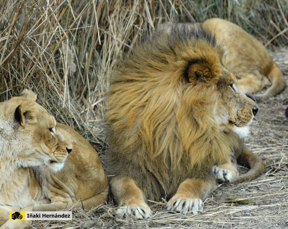 Lion (Panthera leo) Lion (Panthera leo)<br />
<br />
<figure class="photo"><a href="https://www.jungledragon.com/image/139998/african_lion_white_panthera_leo.html" title="African Lion "White" (Panthera leo)"><img src="https://s3.amazonaws.com/media.jungledragon.com/images/6660/139998_thumb.jpg?AWSAccessKeyId=05GMT0V3GWVNE7GGM1R2&Expires=1770854410&Signature=0atHdEhpnJaeokhne3ZhucPZvJc%3D" width="200" height="134" alt="African Lion "White" (Panthera leo) Le&oacute;n africano "Blanco" (Panthera leo)<br />
<br />
https://www.jungledragon.com/image/145864/lion_panthera_leo.html Geotagged,Lion,Panthera leo,Spain,Summer" /></a></figure> France,Geotagged,Lion,Panthera leo,Winter
