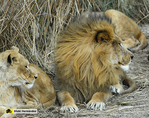 Lion (Panthera leo) Lion (Panthera leo)

https://www.jungledragon.com/image/139998/african_lion_white_panthera_leo.html France,Geotagged,Lion,Panthera leo,Winter