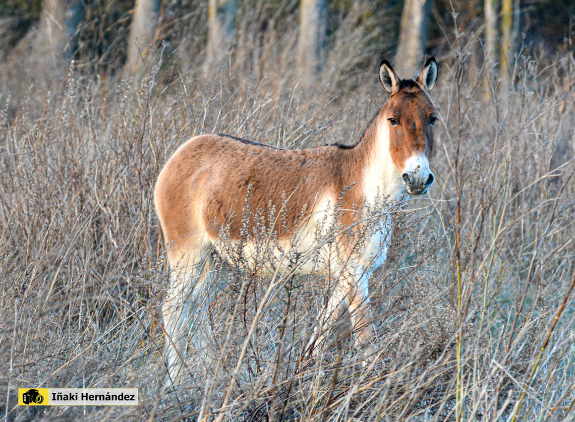 kiang (Equus kiang) kiang (Equus kiang) <br />
<br />
It is the only specimen in captivity in France. Equus kiang,France,Geotagged,Kiang,Winter