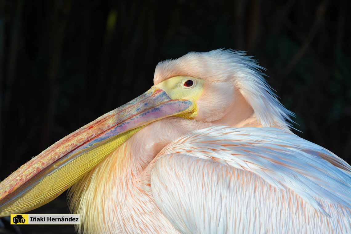 Great white pelican (Pelecanus onocrotalus) Pel&iacute;cano com&uacute;n (Pelecanus onocrotalus) France,Geotagged,Great white pelican,Pelecanus onocrotalus,Winter