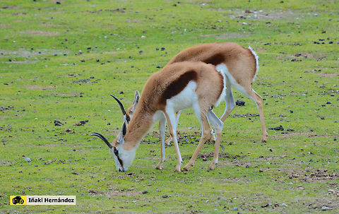 Springbok (Antidorcas marsupialis) Springbok (Antidorcas marsupialis) Antidorcas marsupialis,France,Geotagged,Springbok,Winter