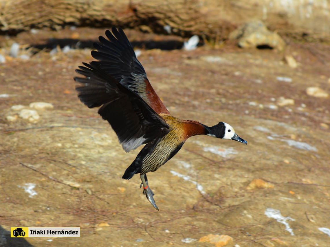White-faced Whistling Duck (Dendrocygna viduata) Suiriri cariblanco (Dendrocygna viduata) Dendrocygna viduata,France,Geotagged,White-faced Whistling Duck,Winter