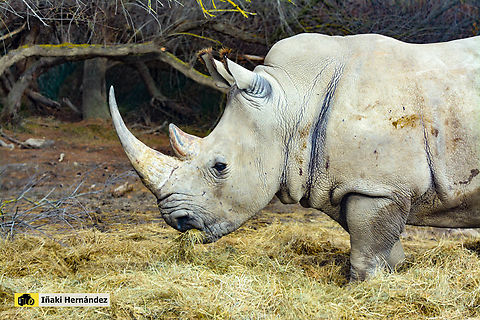 white rhinoceros (Ceratotherium simum) Rinoceronte blanco (Ceratotherium simum) Ceratotherium simum,France,Geotagged,White rhinoceros,Winter