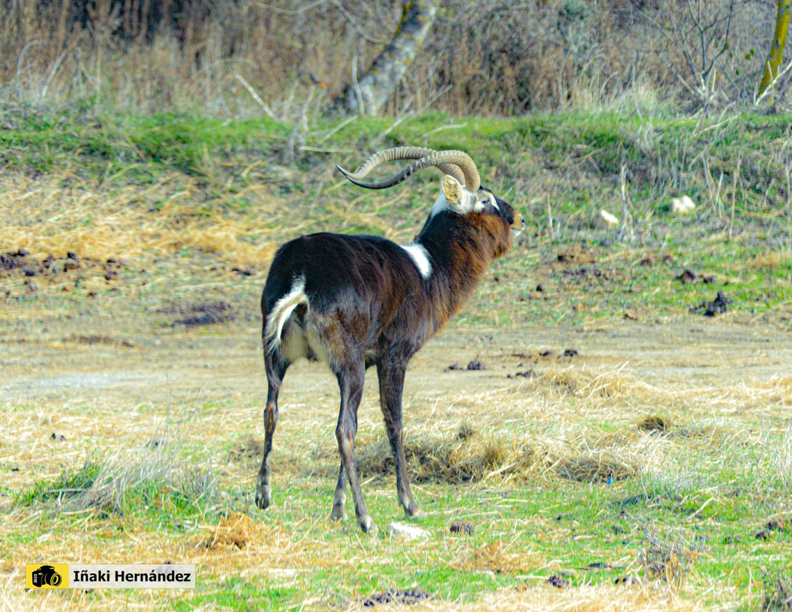 Nile Leechwe (Kobus megaceros) cobo del Nilo, cobo de Mrs Gray (Kobus megaceros) France,Geotagged,Kobus megaceros,Nile lechwe,Winter