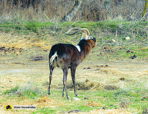 Nile Leechwe (Kobus megaceros) cobo del Nilo, cobo de Mrs Gray (Kobus megaceros) France,Geotagged,Kobus megaceros,Nile lechwe,Winter