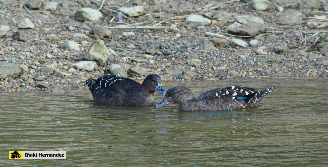 African black duck (Anas sparsa) &Aacute;nade negro (Anas sparsa) African black duck,Anas sparsa,France,Geotagged,Winter