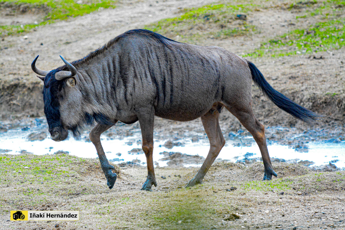 Blue wildbesst (Connochaetes taurinus) &Ntilde;&uacute; azul (Connochaetes taurinus) Blue wildebeest,Connochaetes taurinus,France,Geotagged,Winter