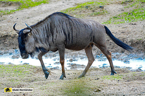 Blue wildbesst (Connochaetes taurinus) Ñú azul (Connochaetes taurinus) Blue wildebeest,Connochaetes taurinus,France,Geotagged,Winter